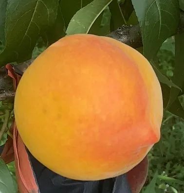 0ee8f8e3e3398dd033ff805379475d33.jpg 0ee8f8e3e3398dd033ff805379475d33.jpg